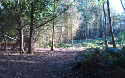 Treehouse in the woods