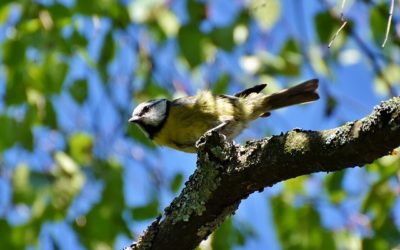 A family to feed ….