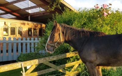 This week at Coppins ……